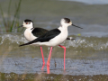 WP birds