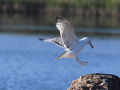 uncommon birds