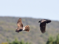 WP birds