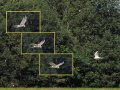 rare birds