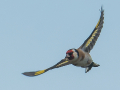 common birds