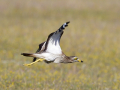 WP birds