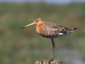 common birds