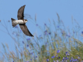 common birds