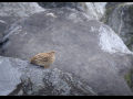 uncommon birds