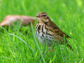rare birds