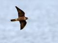 uncommon birds