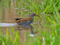 uncommon birds