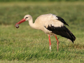 common birds