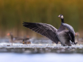 common birds