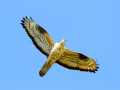 uncommon birds