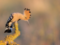 uncommon birds