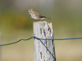 common birds