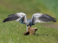 uncommon birds