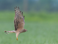 uncommon birds