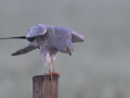 uncommon birds