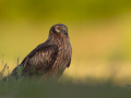 uncommon birds