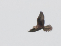 rare birds