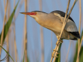 uncommon birds