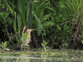 uncommon birds