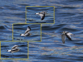 common birds