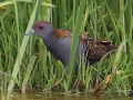 rare birds