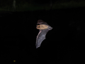 common mammals