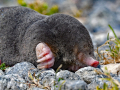 common mammals