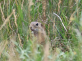 WP mammals