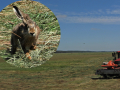 common mammals