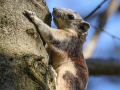 WP mammals