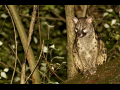 WP mammals