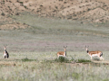 WP mammals
