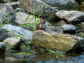 uncommon mammals