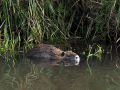 common mammals