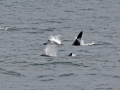 WP mammals