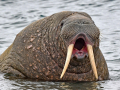 WP mammals