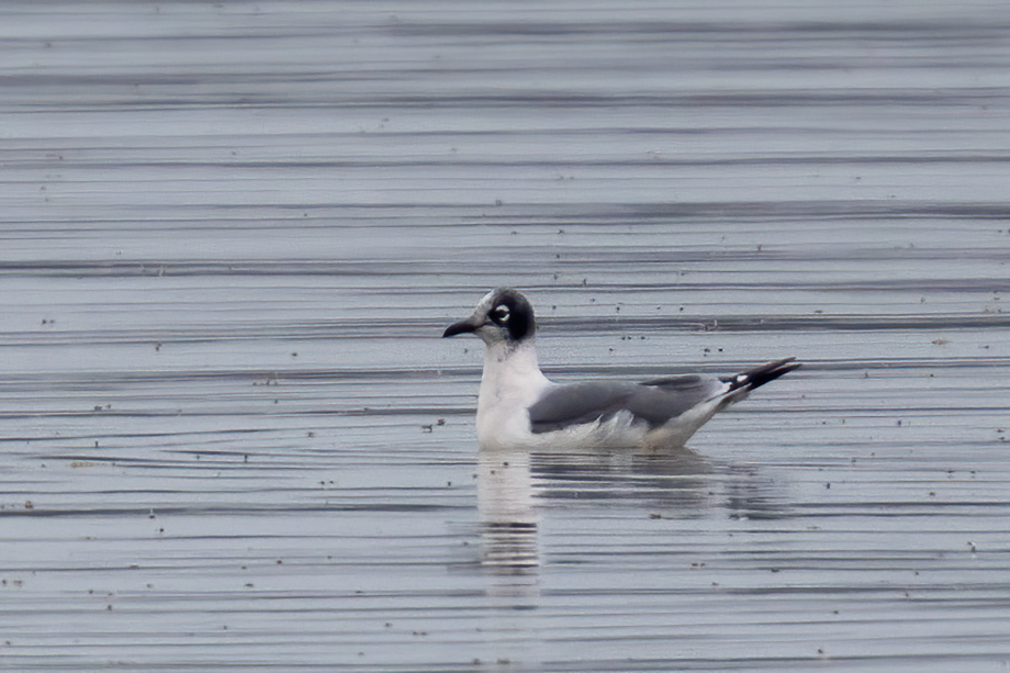 Club300 Germany Club300 Germany