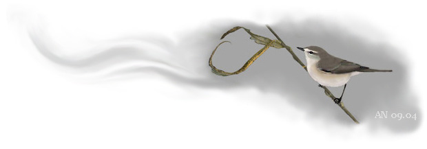 Zilpzalp, Bremen (Chiffchaff), 
© A. Noeske