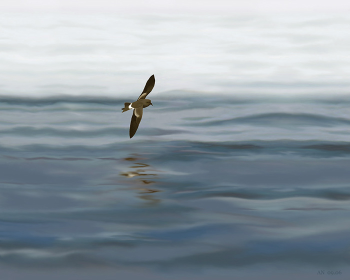 Wilson's Storm-Petrel, 
© A. Noeske